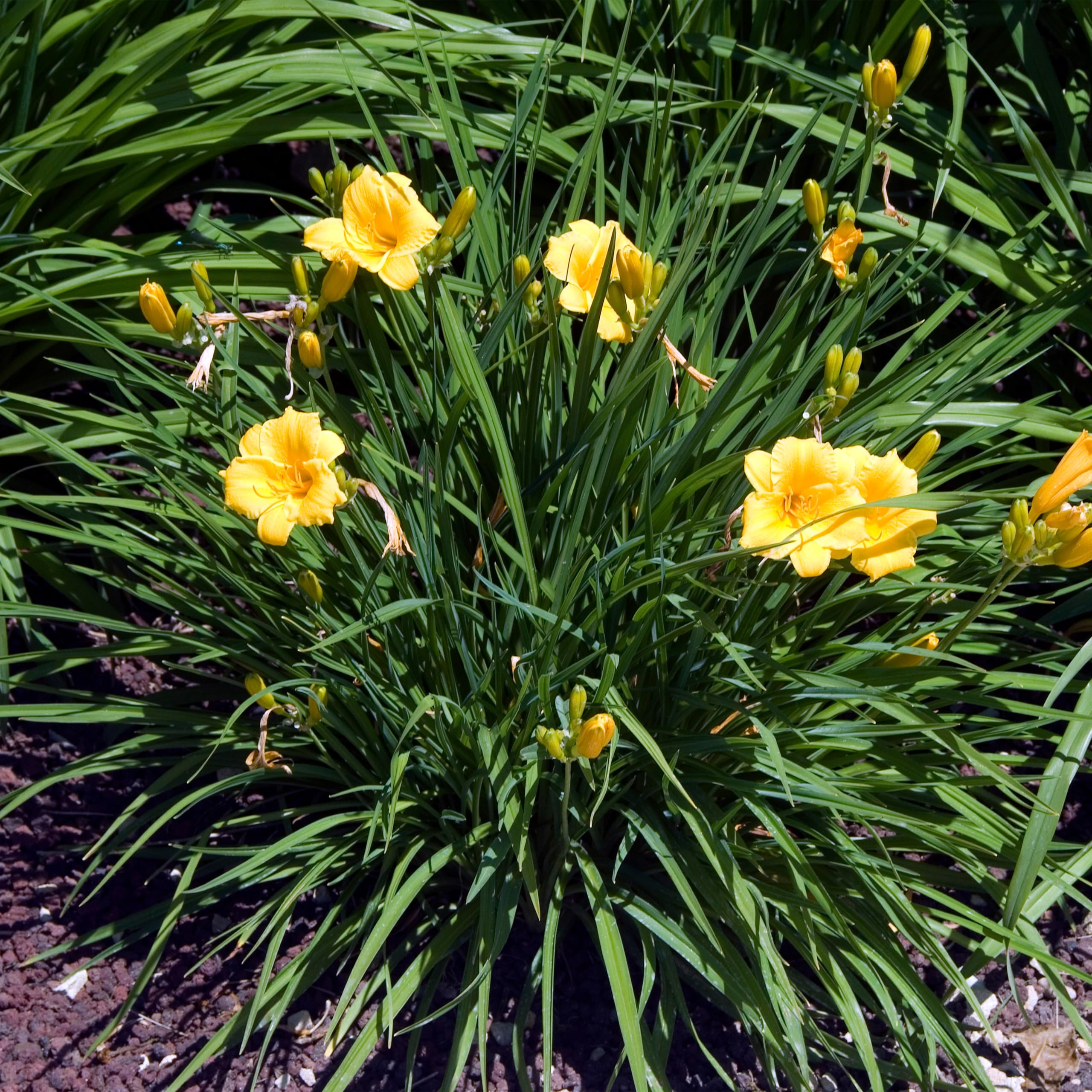 Bloomique - Set da 3 pezzi – Hemerocallis Stella d'Oro – Daylilie – Piante da giardino – Resistente – Altezza 10 – 20 cm – Vaso 9 x 9 cm