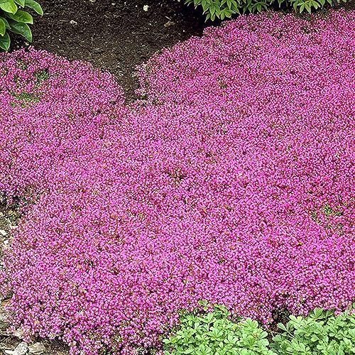 500 semillas de flores de tomillo rastreras Thymus Praecox hierbas resistentes perennes fáciles de cultivar de bajo mantenimiento excelente plantado