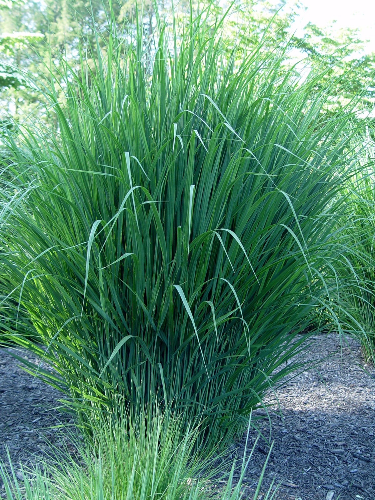 Stauden Gänge 3 x Panicum virgatum 'Northwind' im 1 Liter Topf (Ziergras/Gräser/Winterhart/Mehrjährig/Staude) Reisen Rutenhirse - TOP SORTE/EXTREM AUFRECHT - Perfekt für als Sichtschutz