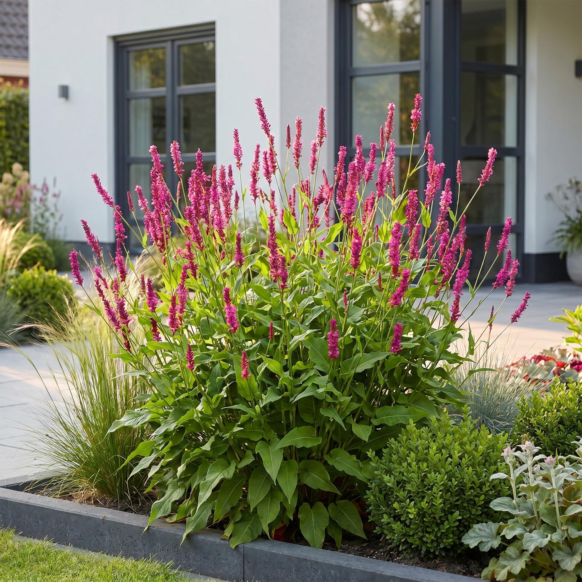 Green boutiQ - Plante vivace - Persicaria amplexicaulis - Renouée - Attire les abeilles et les papillons - Rouge - 24 Plantes - Pot 11cm - Hauteur 15-25cm