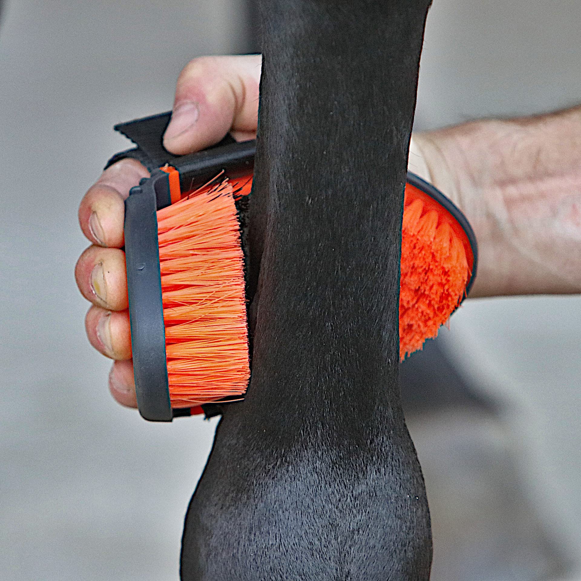 brosse pour chevaux – soin du pelage
