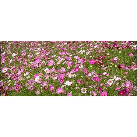 Amazon Com 50 Seeds Cosmos Sensation Drought Tolerant Annual Bright Flowers Attracts Butterflies Wildflower Border Gardens Cut Flowers Easy To Grow Garden Outdoor
