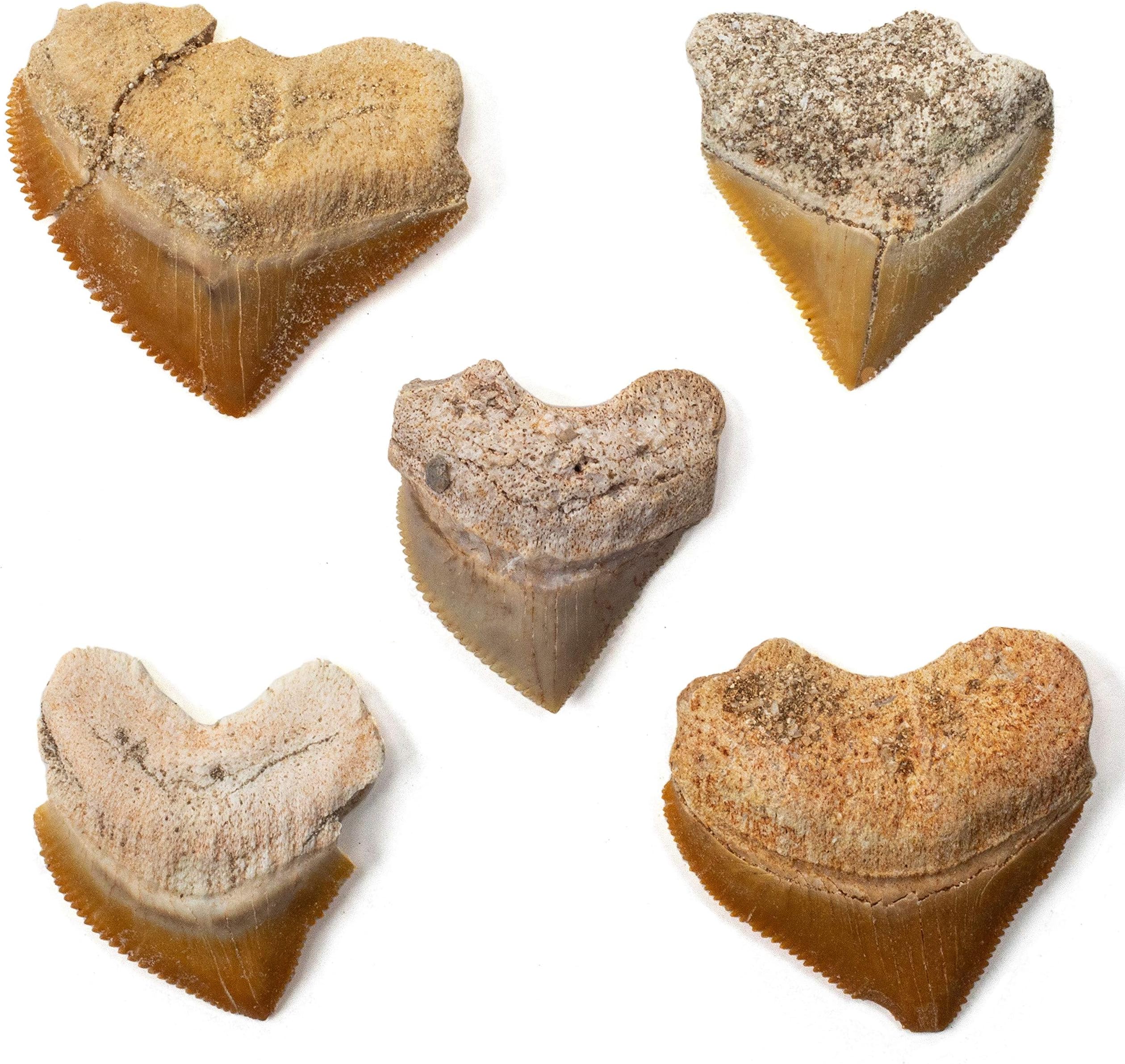 KALIFANO Authentic Fossilized Prehistoric Corax Shark Teeth (5 Pack) from Morocco - Shark Tooth for Fossil Collections and Education Purposes (Information Card Included)