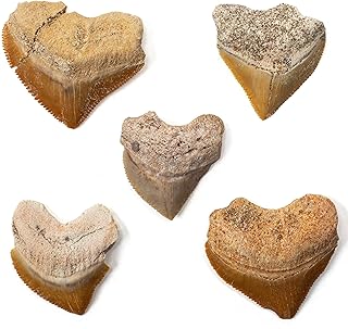 KALIFANO Authentic Fossilized Prehistoric Corax Shark Teeth (5 Pack) from Morocco - Shark Tooth for Fossil Collections and Education Purposes (Information Card Included)