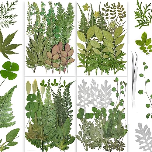 YouthBro Green - Juego de 85 hojas secas prensadas reales, plantas naturales y herbarias para manualidades, joyas, velas, jarrones, tarjetas,