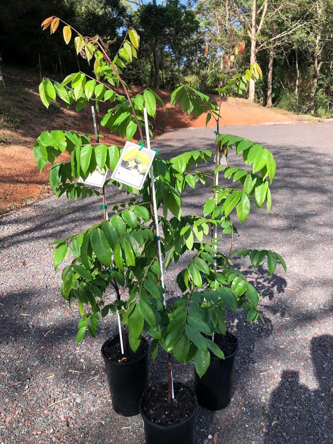 Carambola/Starfruit/Live Fruit Tree 10inch-18inch Plant