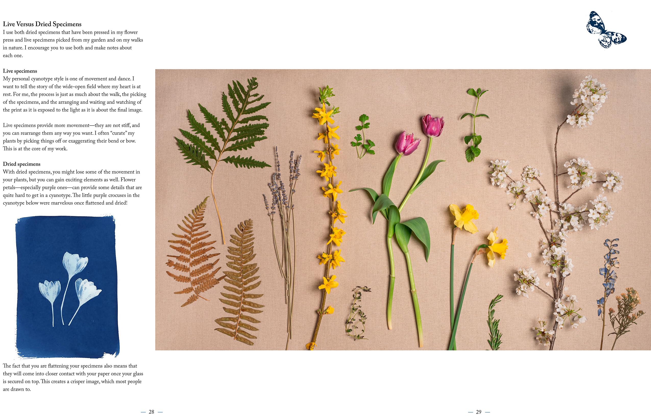 Botanical Cyanotype: A Guide to the Art of Sun Printing