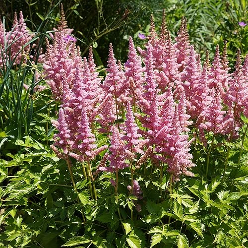 Miniatura 10 de Outsidepride Pumila Astilbe Seeds  2000 semillas de flores perennes, tolerantes a la sombra para plantar flores rosas vibrantes en áreas húmedas y