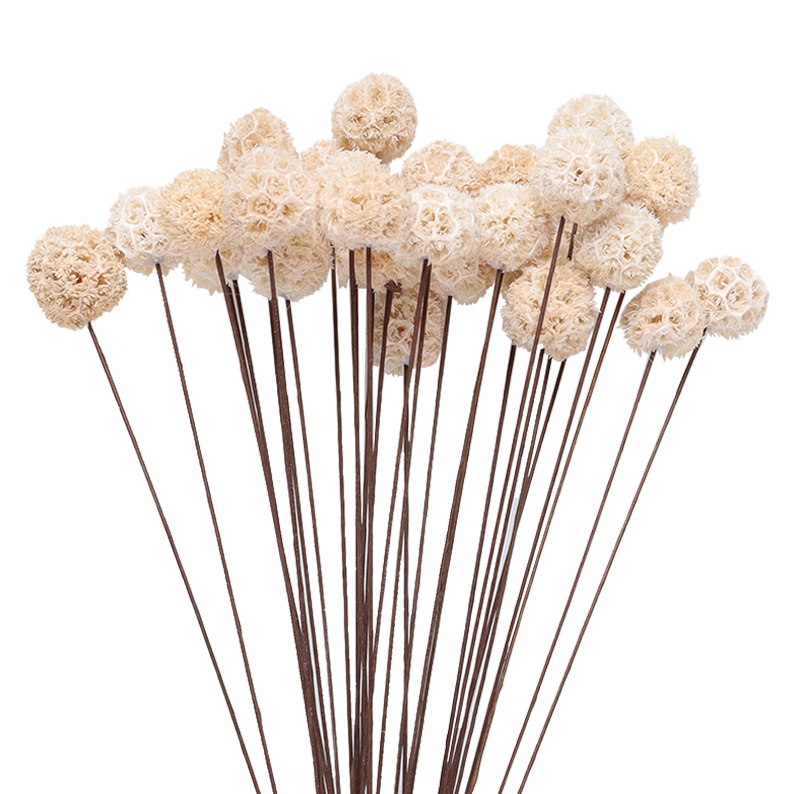 30 flores secas Billy Ball en tonos natural blanco miniatura 7