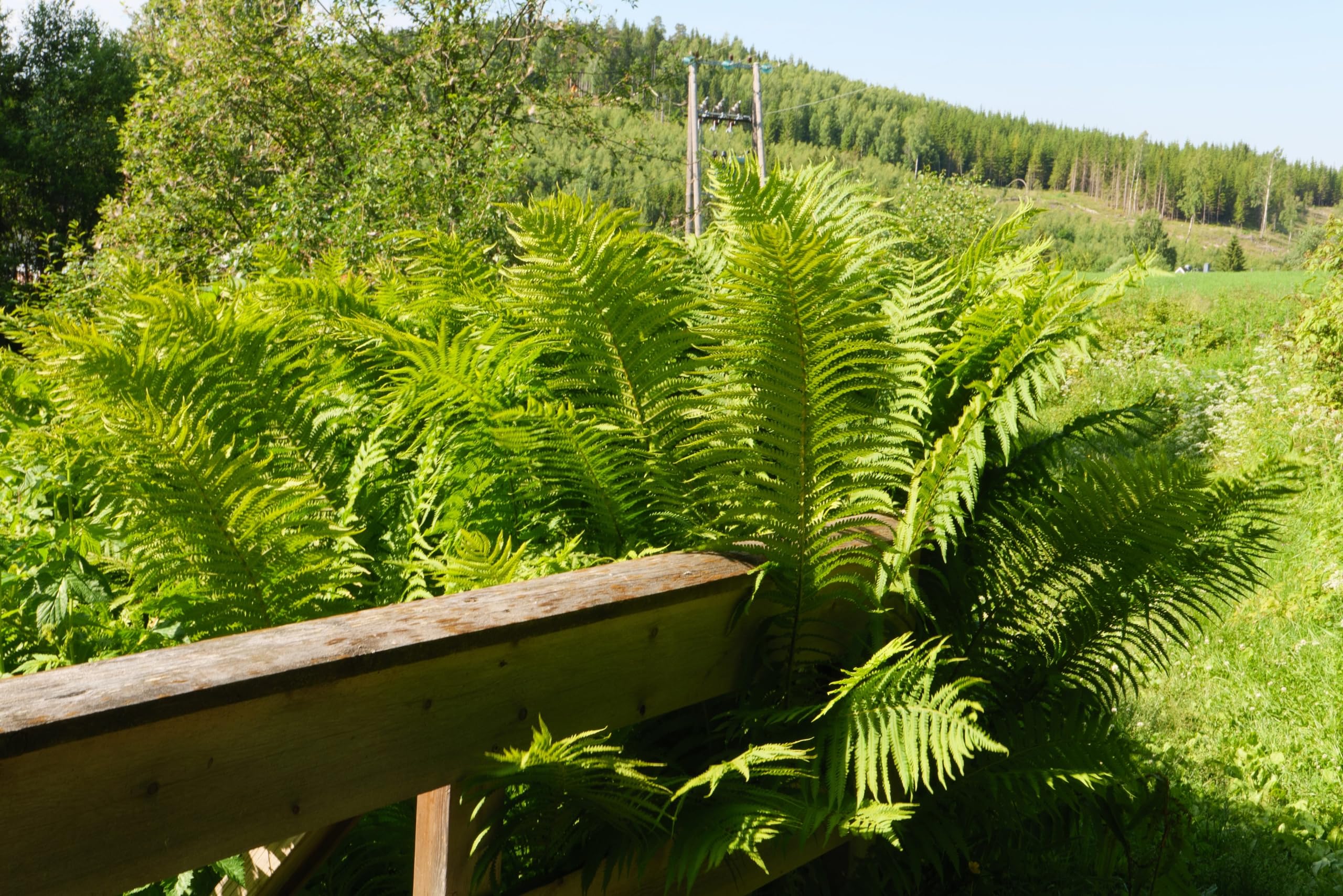 Stauden Gänge 3 x Dryopteris affinis im 1 Liter Topf (Farn/Winterhart/Mehrjährig/Staude/Immergrün) Heimischer Goldschuppenfarn - Struktur und Anmut für schattige Beete