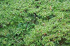 Review Image by Harry Harry