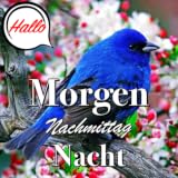 Guten Morgen Nachmittag & Gute Nacht Liebe