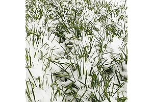 Winter Cover Crop Seed Mix - No-Till Winter Rye Seeds - Non-GMO Rye Grain