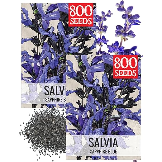 Seed Needs Sapphire Blue Sage Seeds for Planting - Heirloom & Open Pollinated Salvia - Grow a Butterfly Garden with Perennial Flowering Plants (2 Packs)