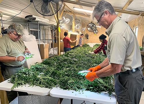 Miniatura 24 de Hojas de curry frescas - 4 oz - Paquete de $3.74 por oz - Inspeccionado por el USDA en el sitio, cultivado en Florida, altamente aromático y sabroso