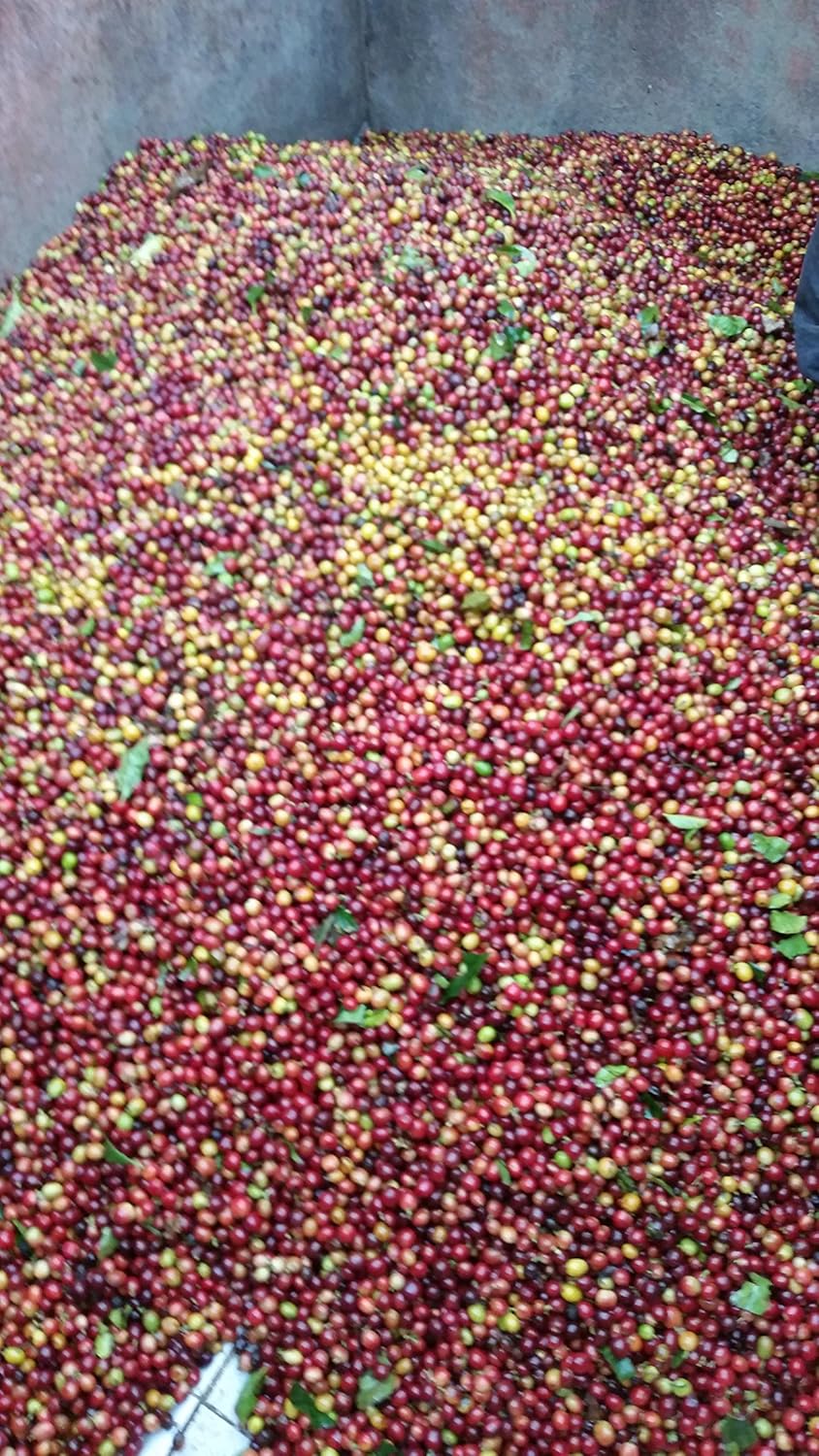 Unroasted Colombian Green Coffee Beans Single Origin Farm El Nivel (50 Lb)