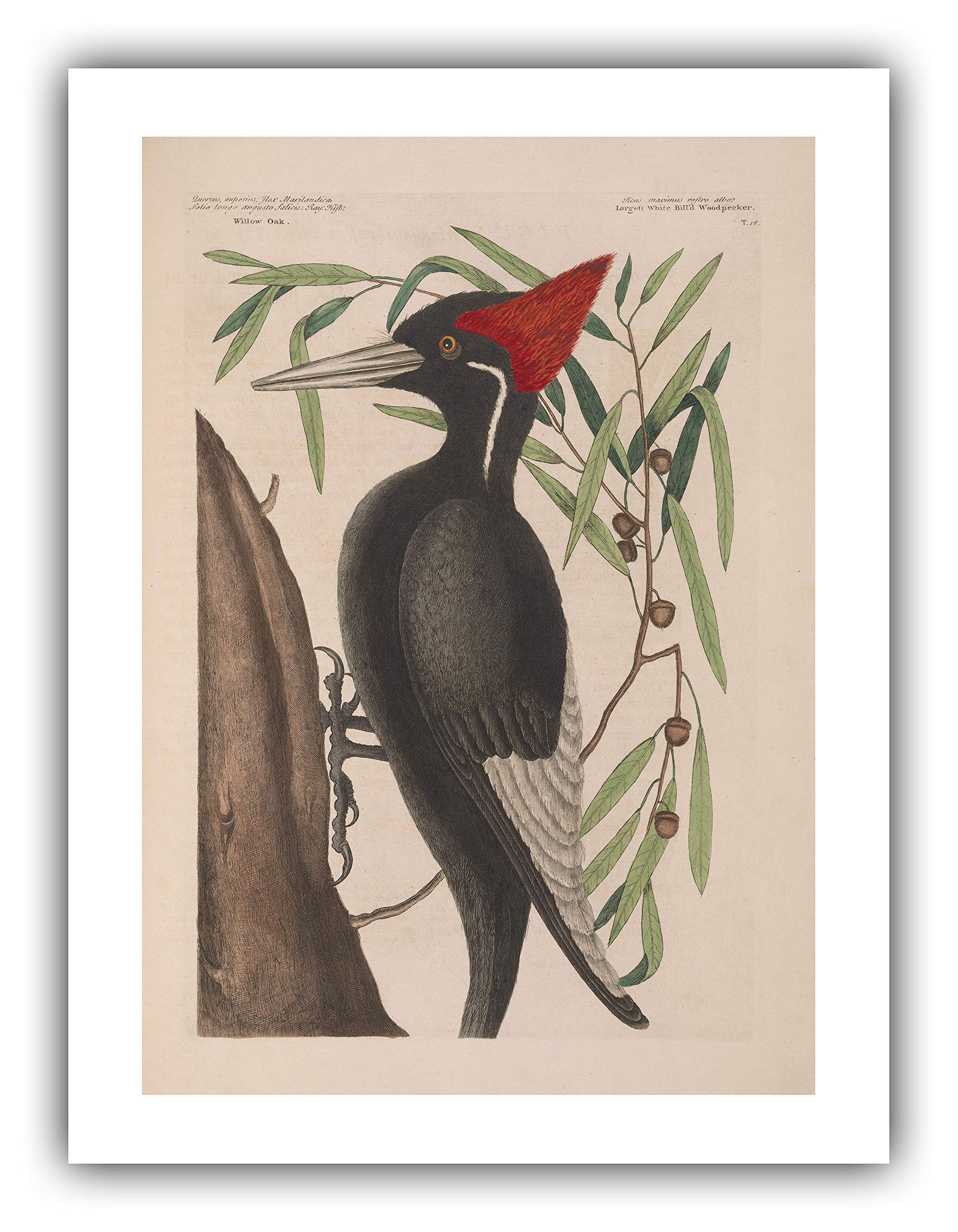 ゲイリー ヒューム The Bird Has A Yellow Beak 画集 ゲイリー ヒューム The Bird Has A Yellow Beak 画集 - メルカリ