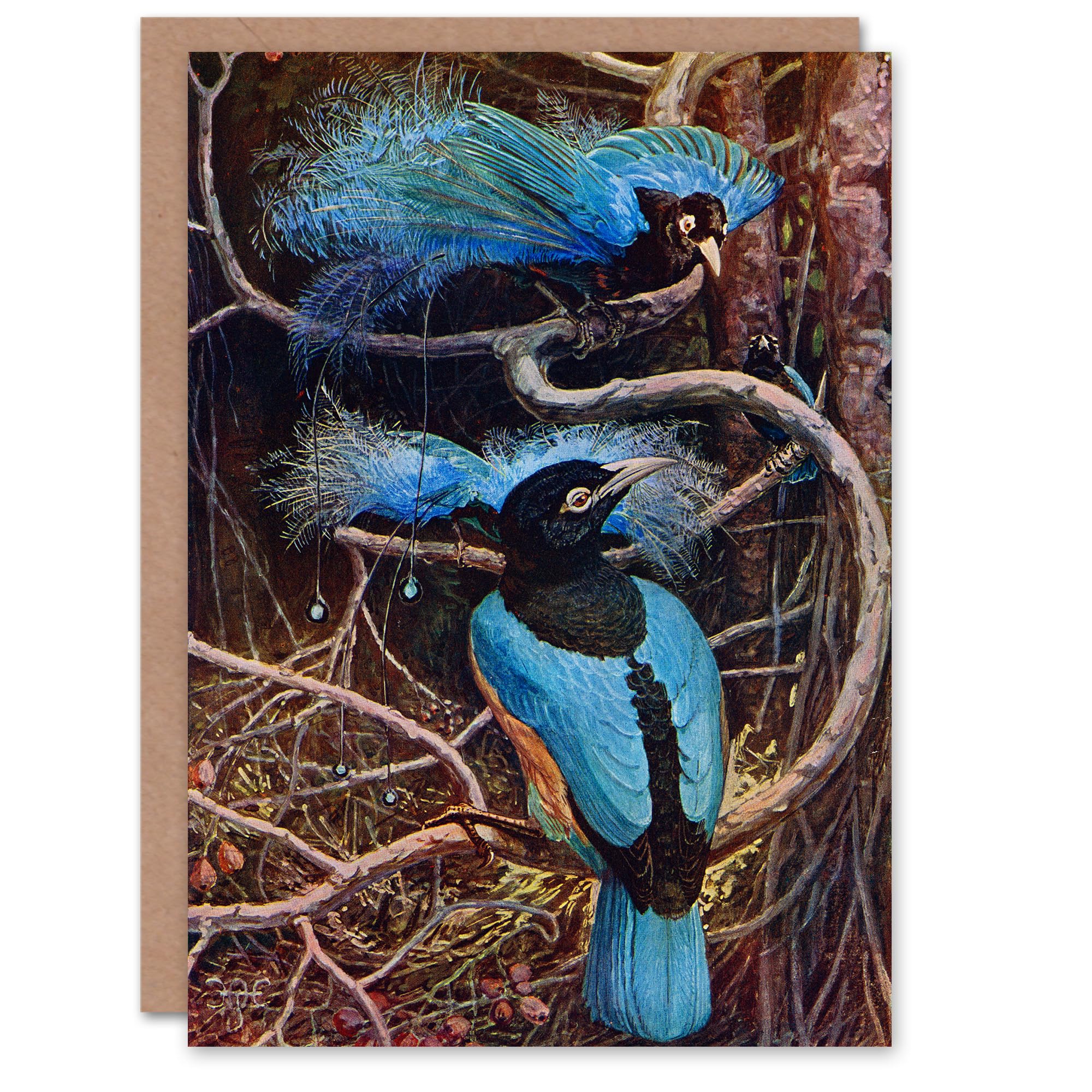 Artery8 Sir Henry Hamilton Johnston Art Card Blue Bird of Paradise