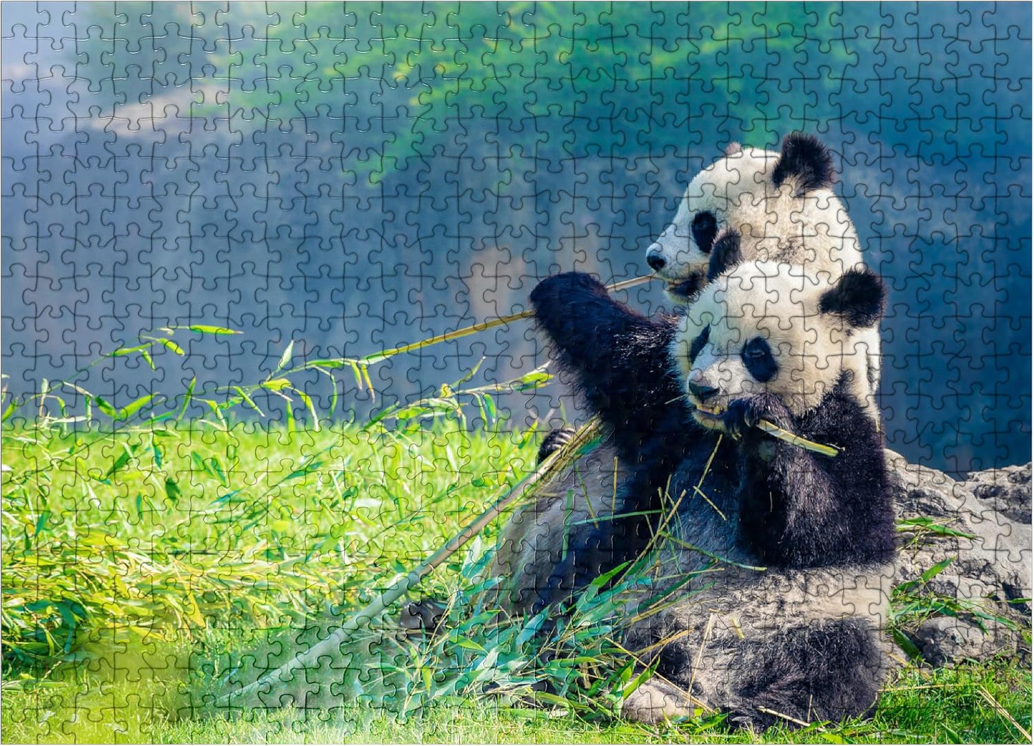 MyPuzzle Mother Panda and Her Baby Panda Eating Bamboo - Premium 500 Piece Jigsaw Puzzle for Adults