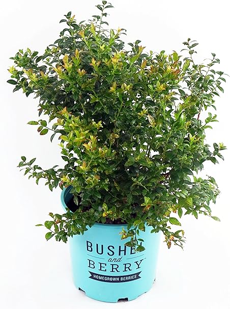 Bushel and Berry™ - Vaccinium cor. Blueberry Glaze (Blueberry) Edible-Shrub,