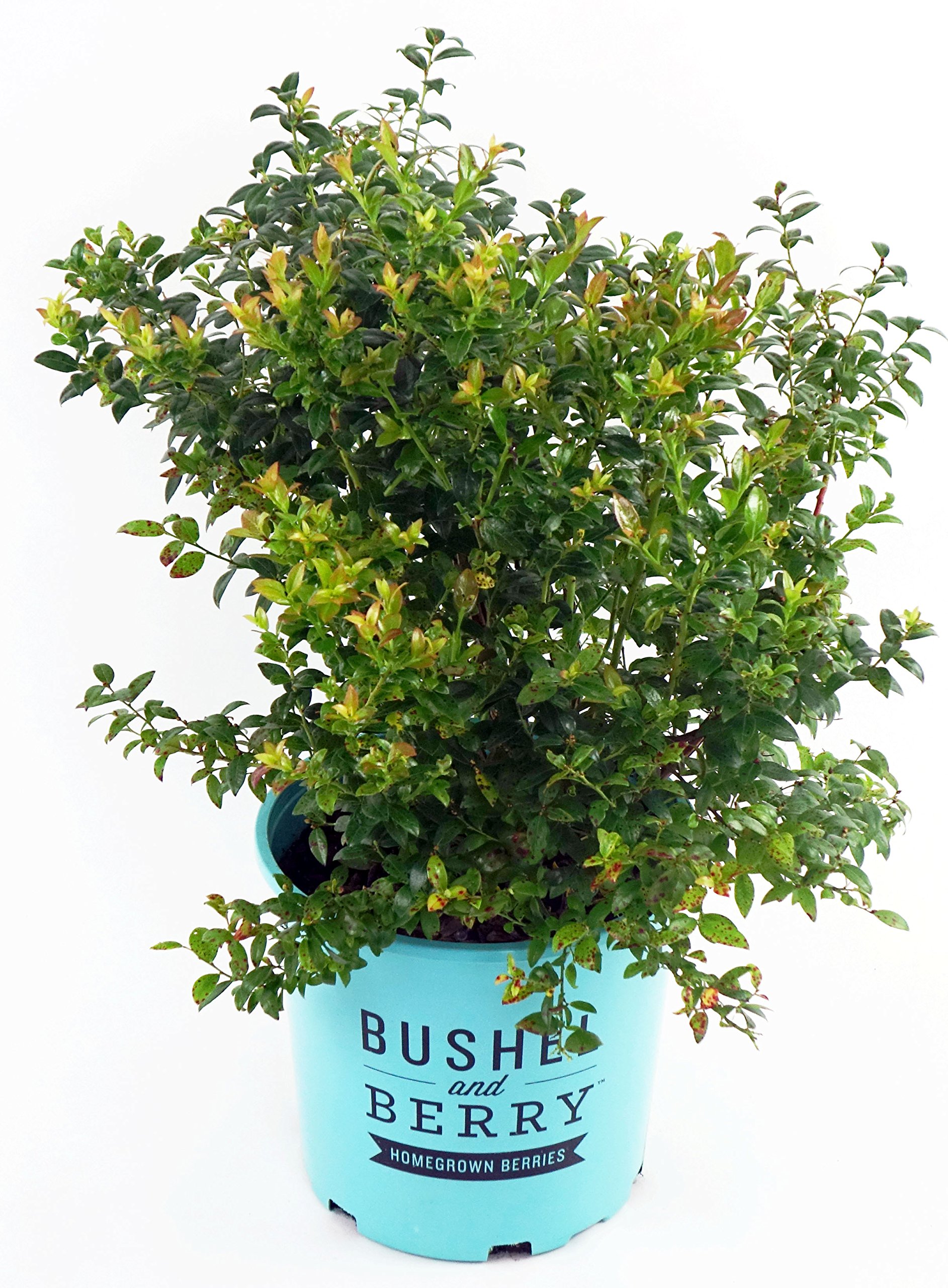 Blueberry Glaze edible shrub in container with berries