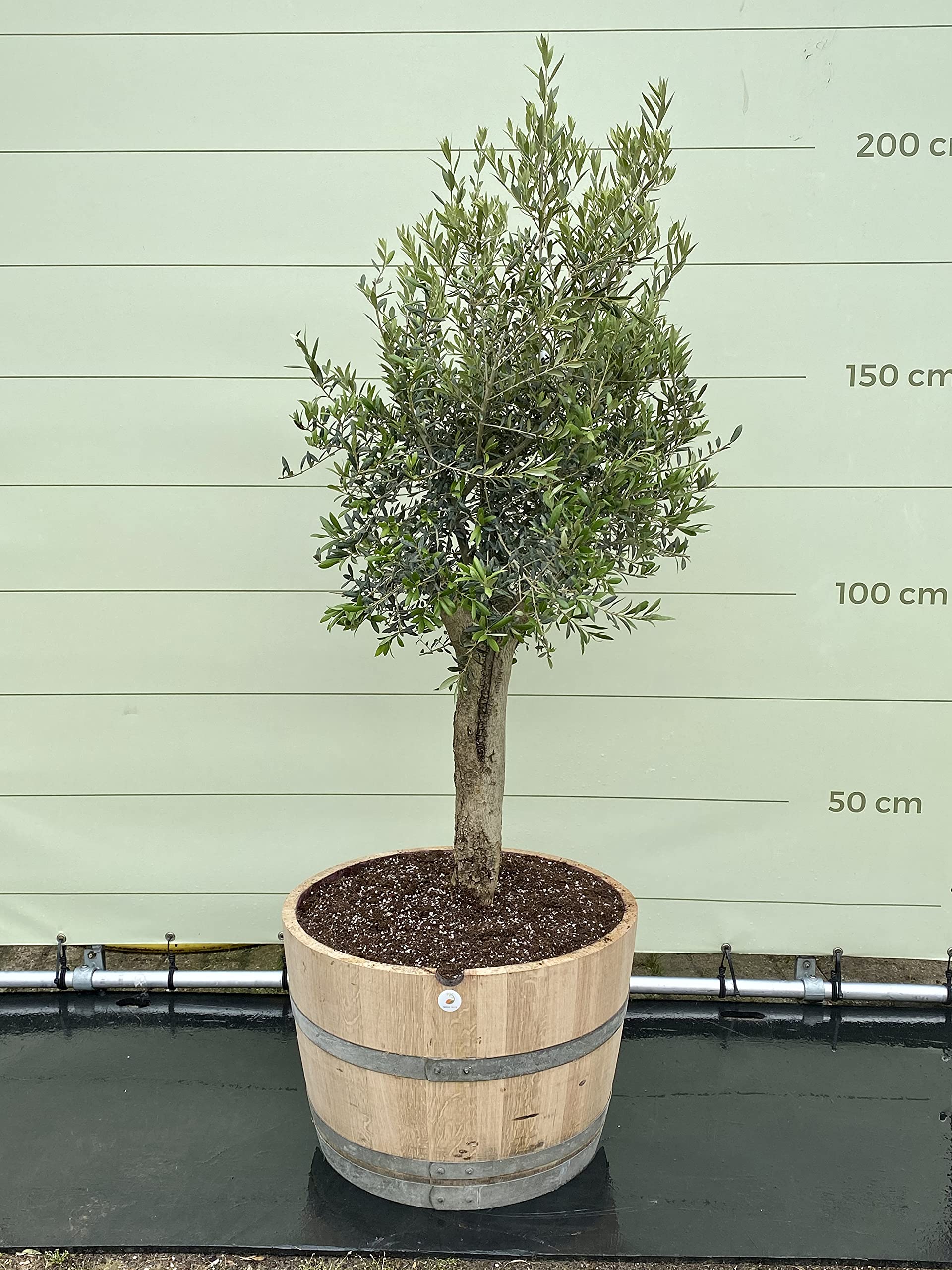 rhododendron vulcan Rhododendron Vulcan 15g – Cornell Farm main image 0