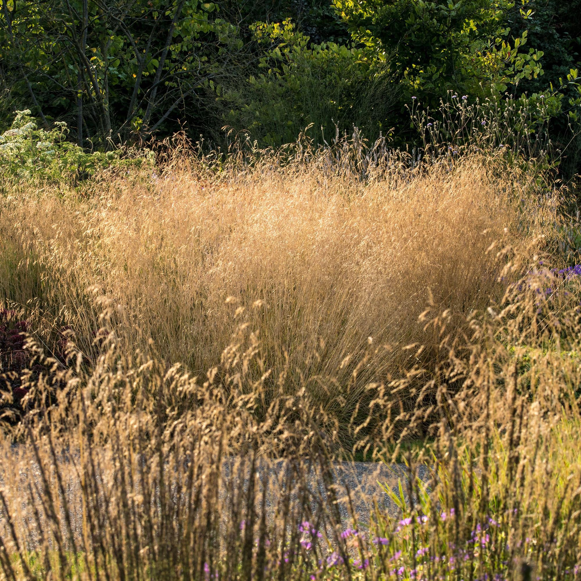 Deschampsia Goldtau - Real Ornamental Plant - Hardy Perennial for Garden Borders, Beds & Pots - Compact Evergreen with Silvery Brown Plumes - Low Maintenance Outdoor Grass (2 Litre Pot, 30-45cm)