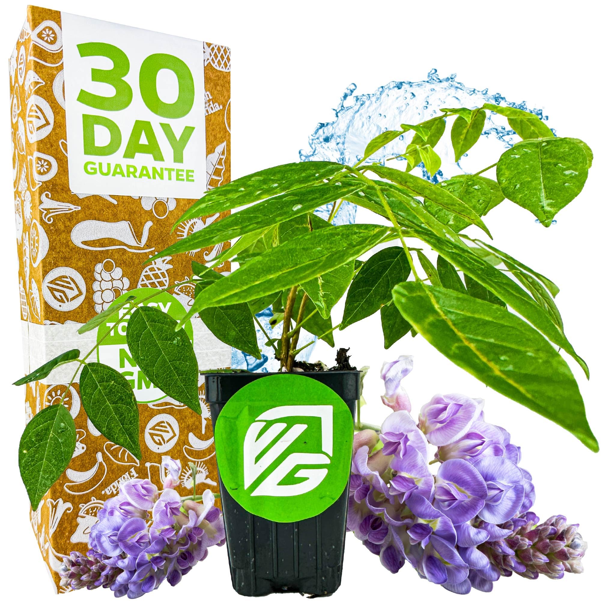 American Wisteria Amethyst Falls Starter Plant