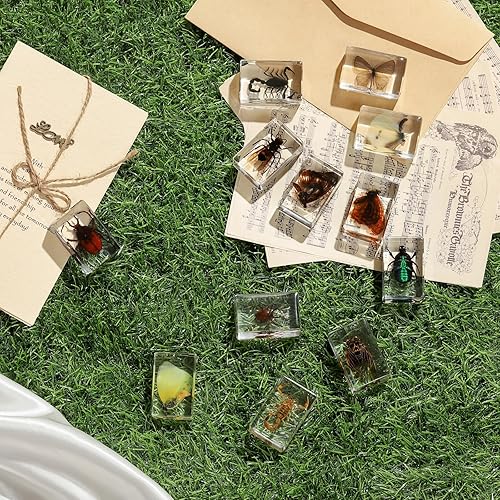 Miniatura 5 de Colección de 12 piezas de insectos en resina, juego educativo de especímenes de insectos para niños, perfecto para preescolar, ciencia de aula y