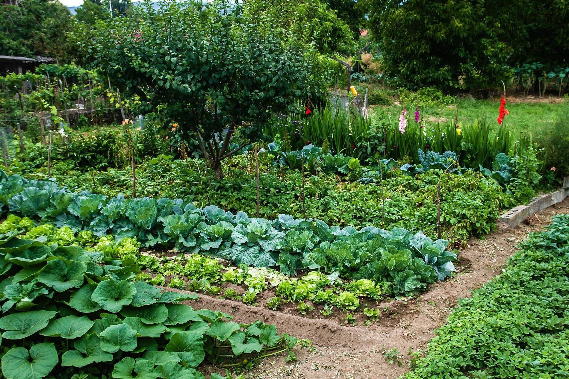 Abono Universal Huerta, Frutales, Césped y Ornamentales de 1,5 Kg | NPK 4-6-12 | Fertilizante Ecológico Completo y Equilibrado | Efecto Prolongado | Aplicación Fácil a Mano | Nexum Market