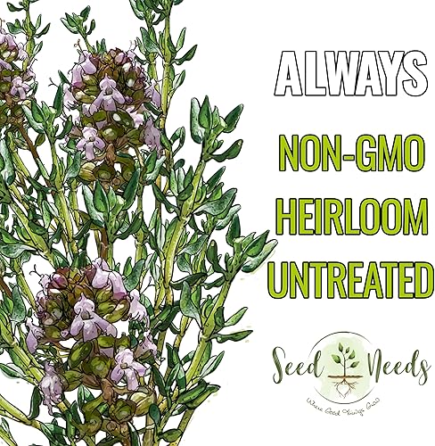 Vista 5 de Seed Needs Semillas de tomillo para plantar, semillas de hierbas perennes sin OMG y sin tratar para plantar un jardín de cocina culinaria