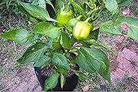 Vista 5 de Contenedor Smart Pots con laterales suaves y asas, Bronceado