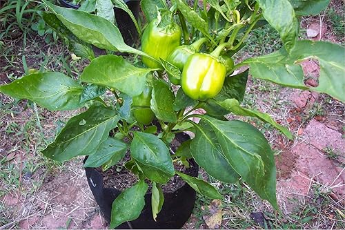 Miniatura 9 de Contenedor laterales suaves Smart Pots, Negro