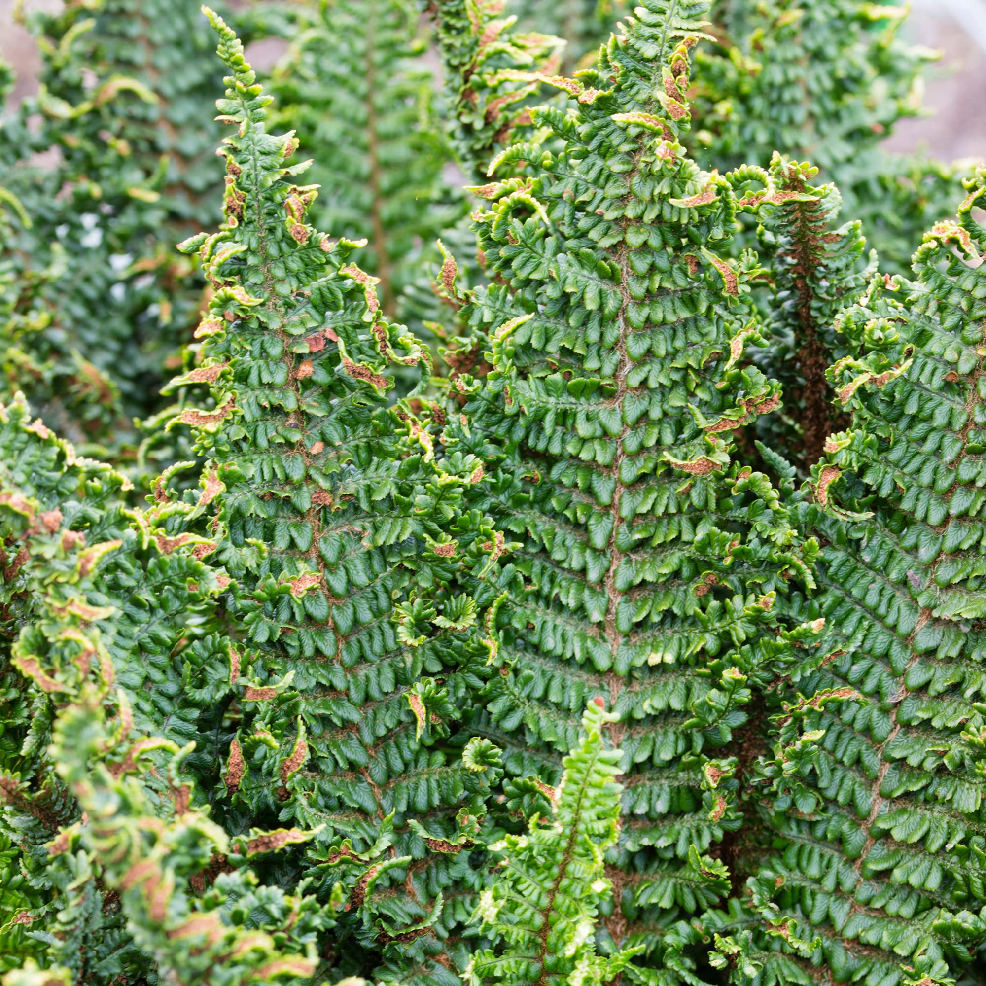 Dryopteris Affinis Crispa Gracilis Scaly Male Fern Semi-Evergreen Outdoor Hardy