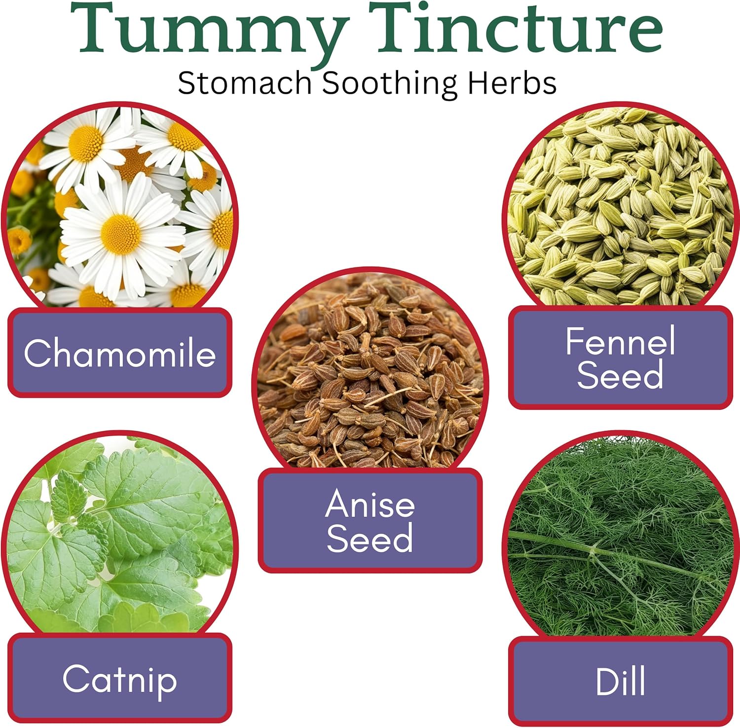 Herb Lore Tummy Tincture – USDA Organic Herbal Digestive System Support – Alcohol-Free Kid Safe Drops for Occasional Gas, Bloating, Colic, & Upset Stomach - 4 Fl Oz