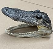 Pen Kit Mall - Taxidermy American Alligator Head (6-7 Inch) Authentic Florida Wildlife Real Animal Reptile Skull