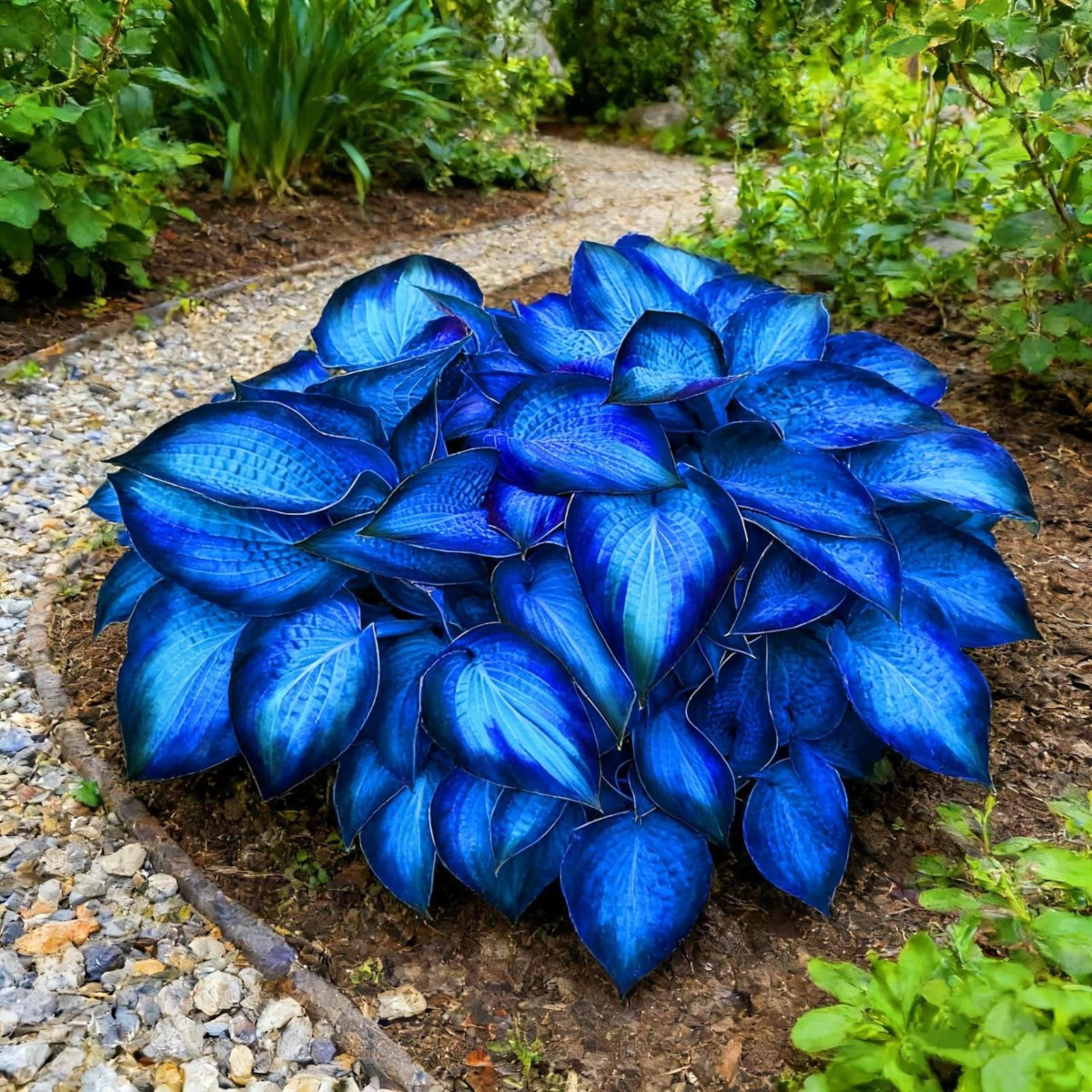 Garden Bulbs, Midnight Blue Hosta Bulbs Live, Hosta Plants for Sale, Excellent Display, Perennial, Easy Plant, Wedding Ornamental Flowers, 8bulbs-h