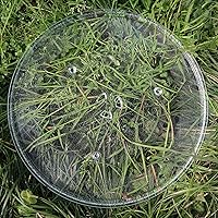 Vista 5 de Bandeja giratoria de vidrio para microondas de 14-1/8 pulgadas funciona para Samsung DE74-20002B DE74-20002A DE7420002 1150157 MC7698W ME1460SB