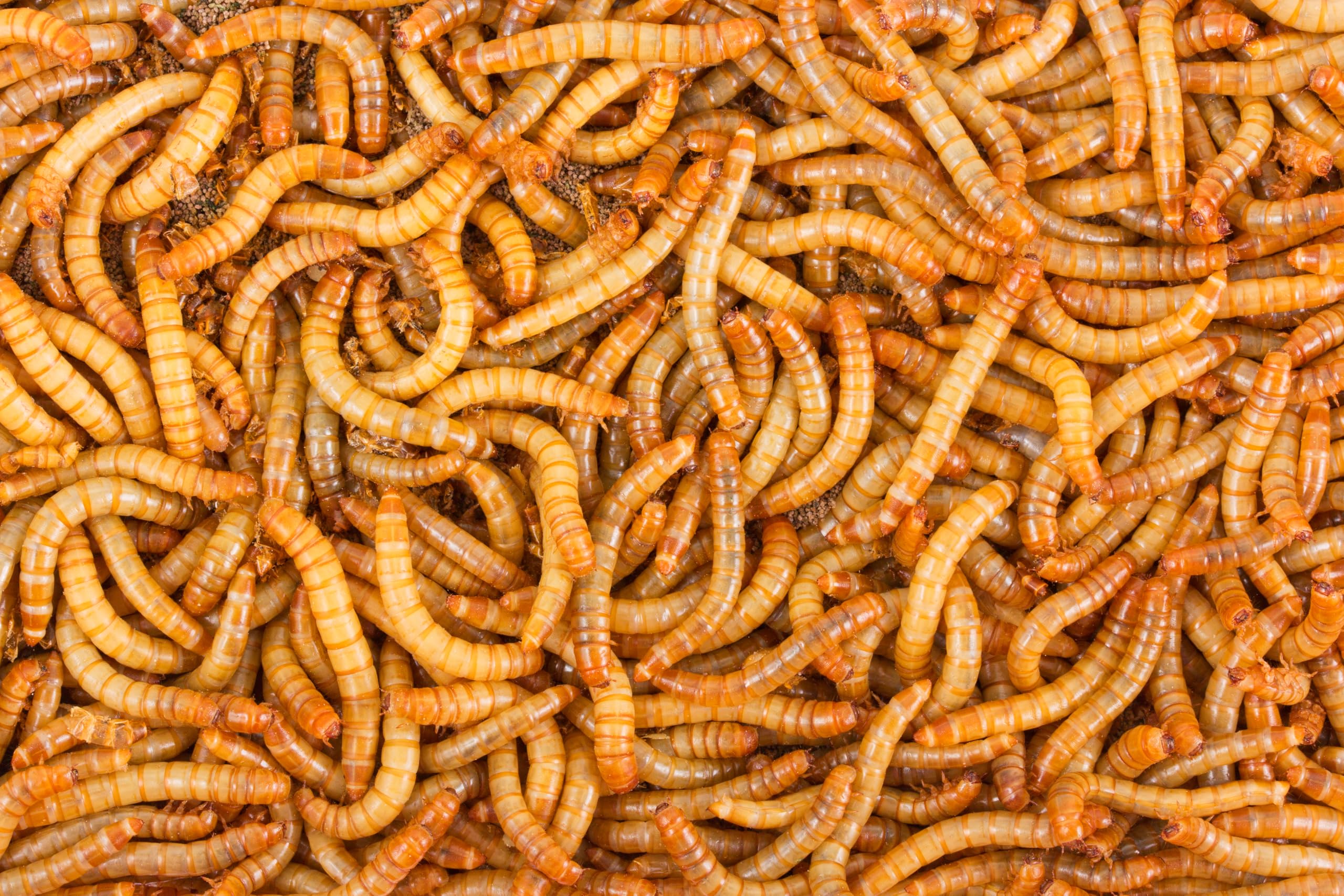 Lebende Mehlwürmer Standardgröße | Mega Pack – 1 KG | Futterinsekten für Reptilien und Vögel