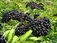 Vista 4 de Semillas de Gaea's Blessing - Semillas de saúco - Saúco negro americano tradicional - Semillas sin transgénicos con instrucciones de plantación