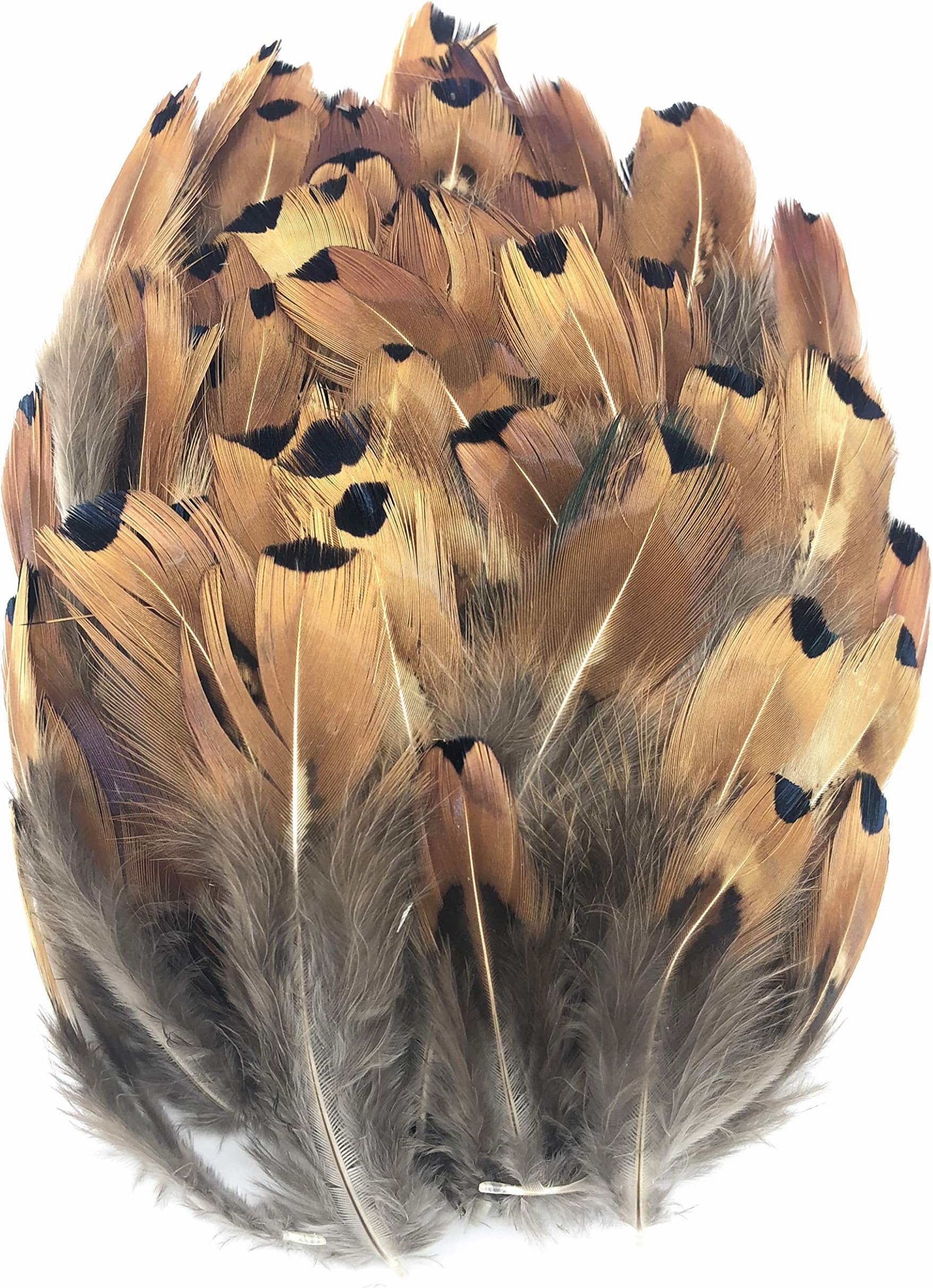 PANAX 100 Pieces Natural Pheasant Feathers Brown with Big Points 5-8cm/2-3 Inches