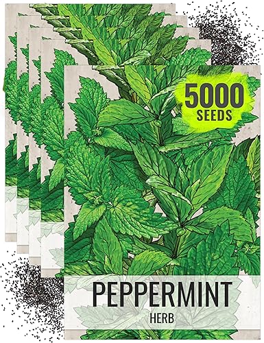 Seed Needs, Semillas de menta – 1000 semillas tradicionales para plantar Mentha piperita – Hierba medicinal/culinaria, sin OMG y sin tratar – Ideal