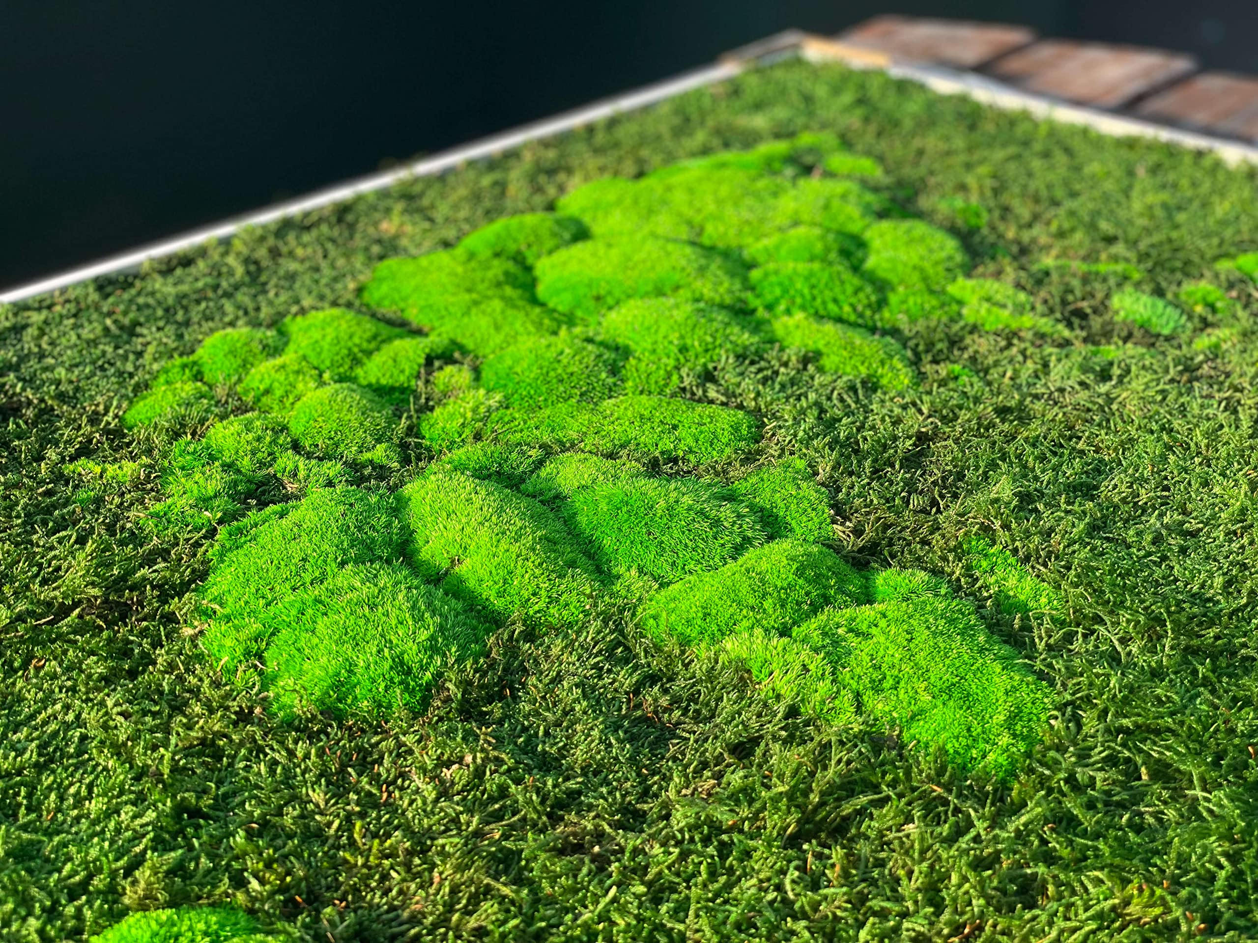 Mapa świata mchu (w ramie) - stabilizowany naturalny mech leśny i porosty nordyckie - grafika ścienna wewnętrzna (112 x 65 cm, zielona - biała drewniana rama)