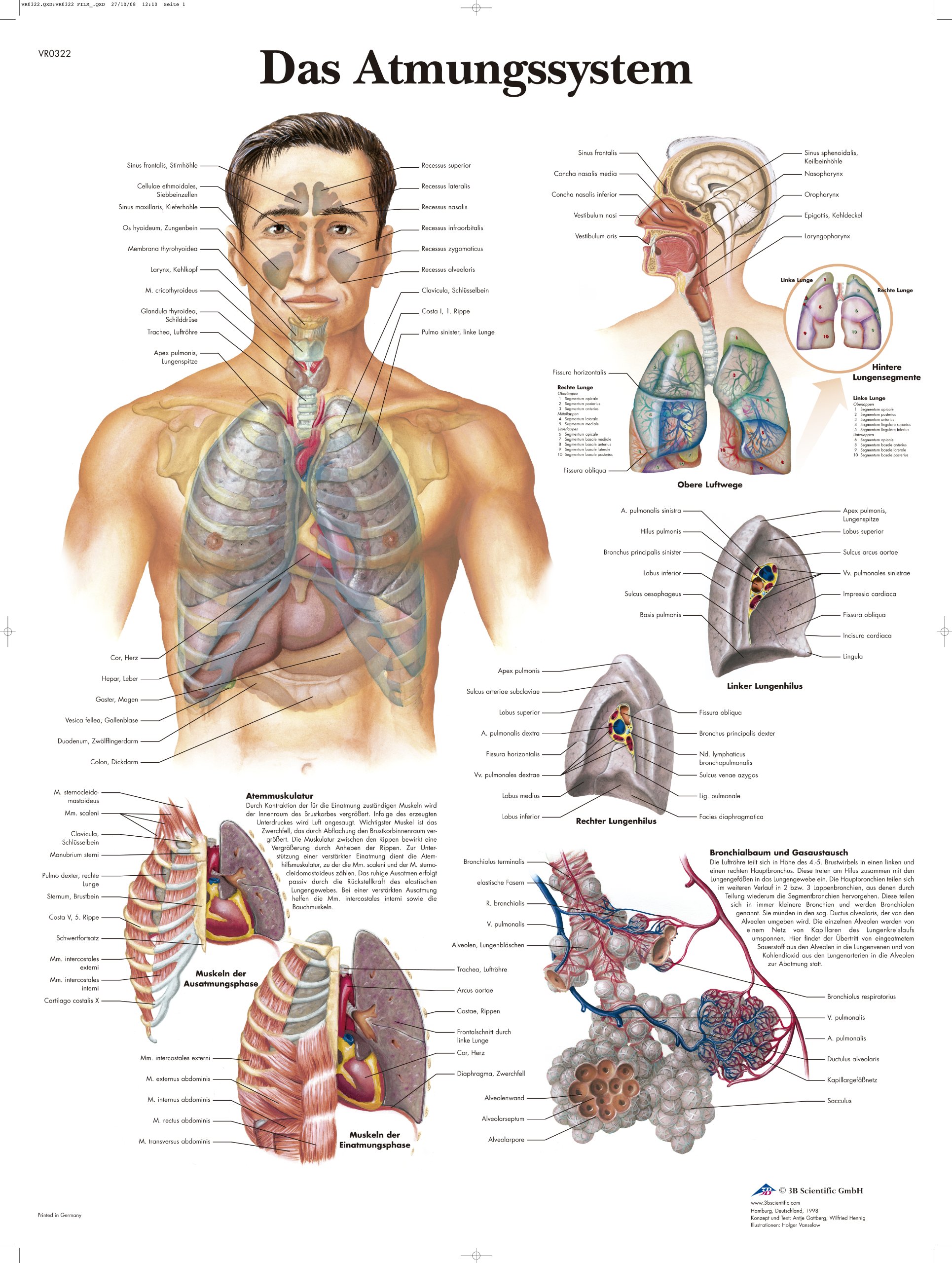 3B Scientific Anatomical Chart - The Breathing System