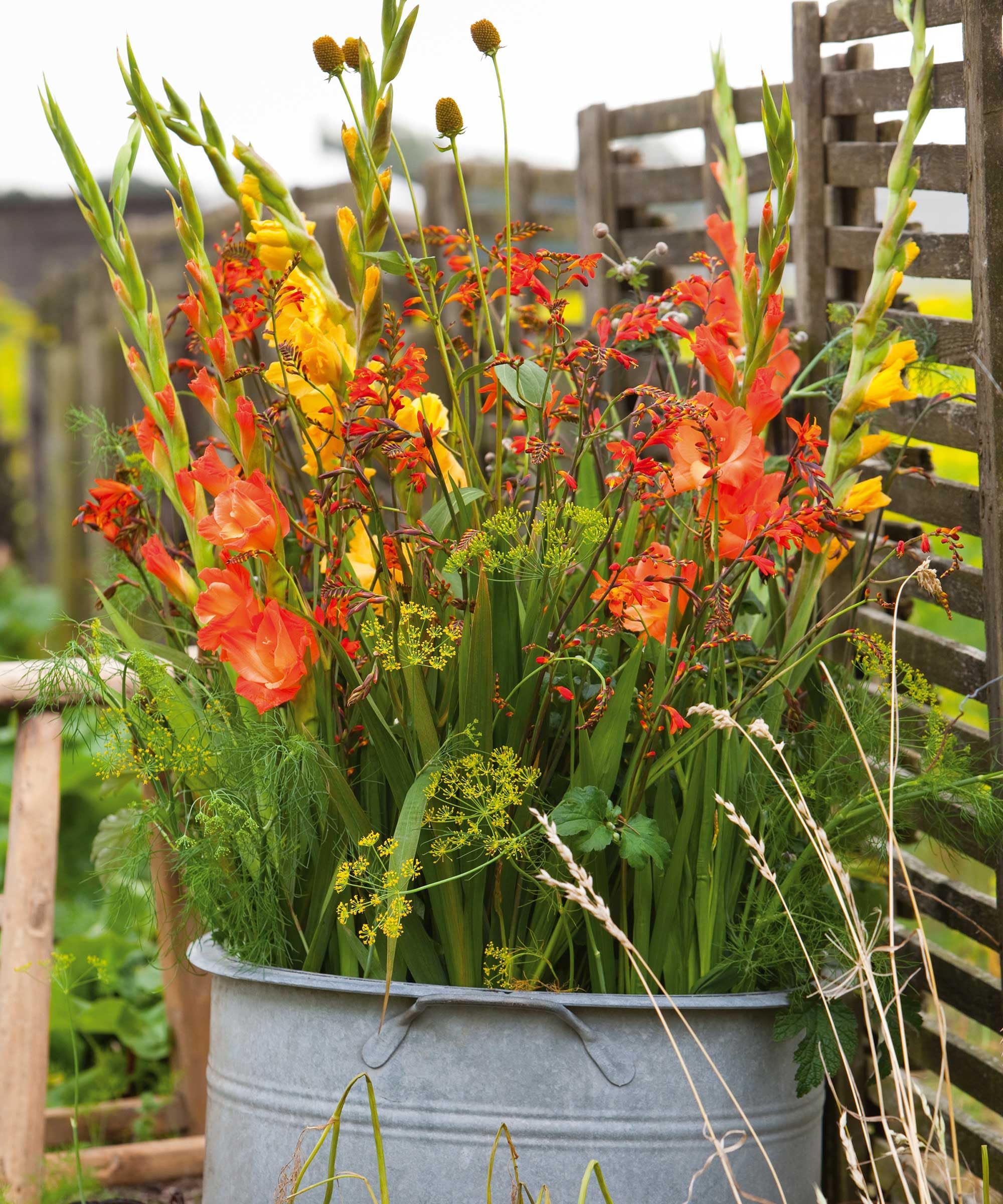 Jumbo Gladiolus Bulbs | 6 Count Premium Large Blooms | Multicolour Summer Garden Flowers | Non GMO-image-38