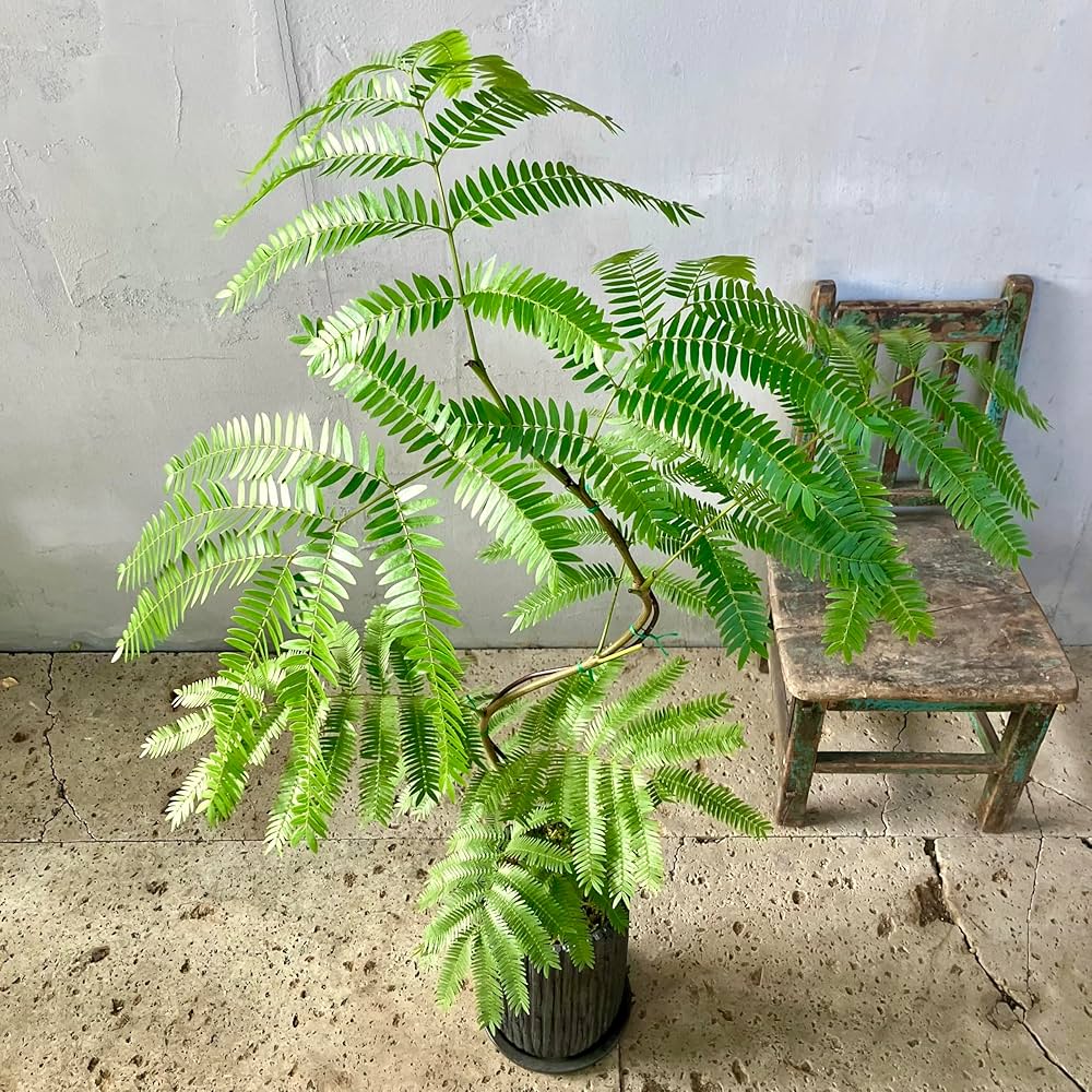 Amazon｜観葉植物 本物 エバーフレッシュ 曲がり 盆栽仕立て