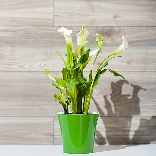 Miniatura 10 de Macetero de autorriego ARTE