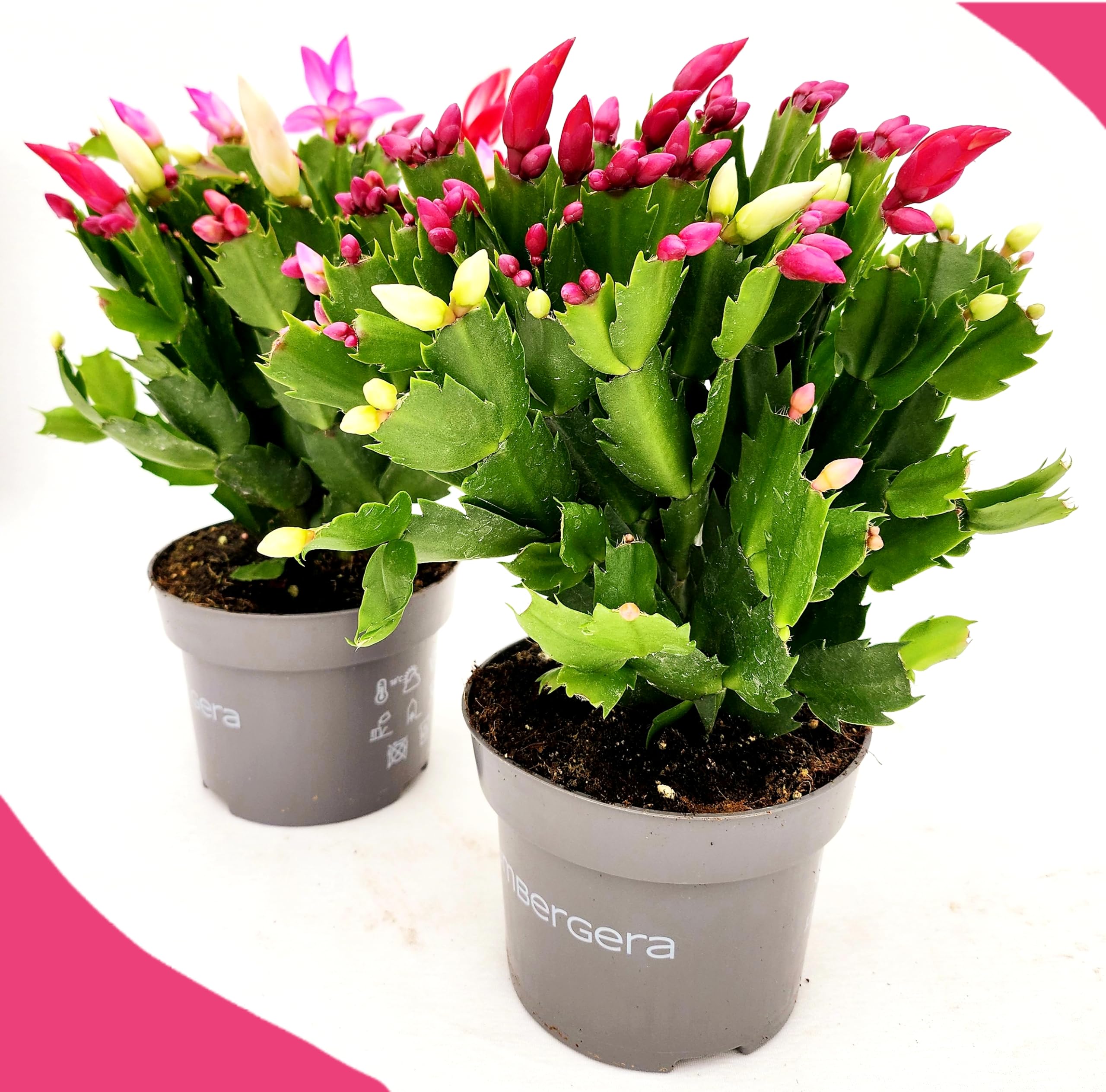 POWERS TO FLOWERS - RHIPSALIS VIOLA MICRO IDEALE PER TERRARIUM, 2 PIANTE, NATALINA, PASQUALINA, VASO 5,5 CM, pianta vera