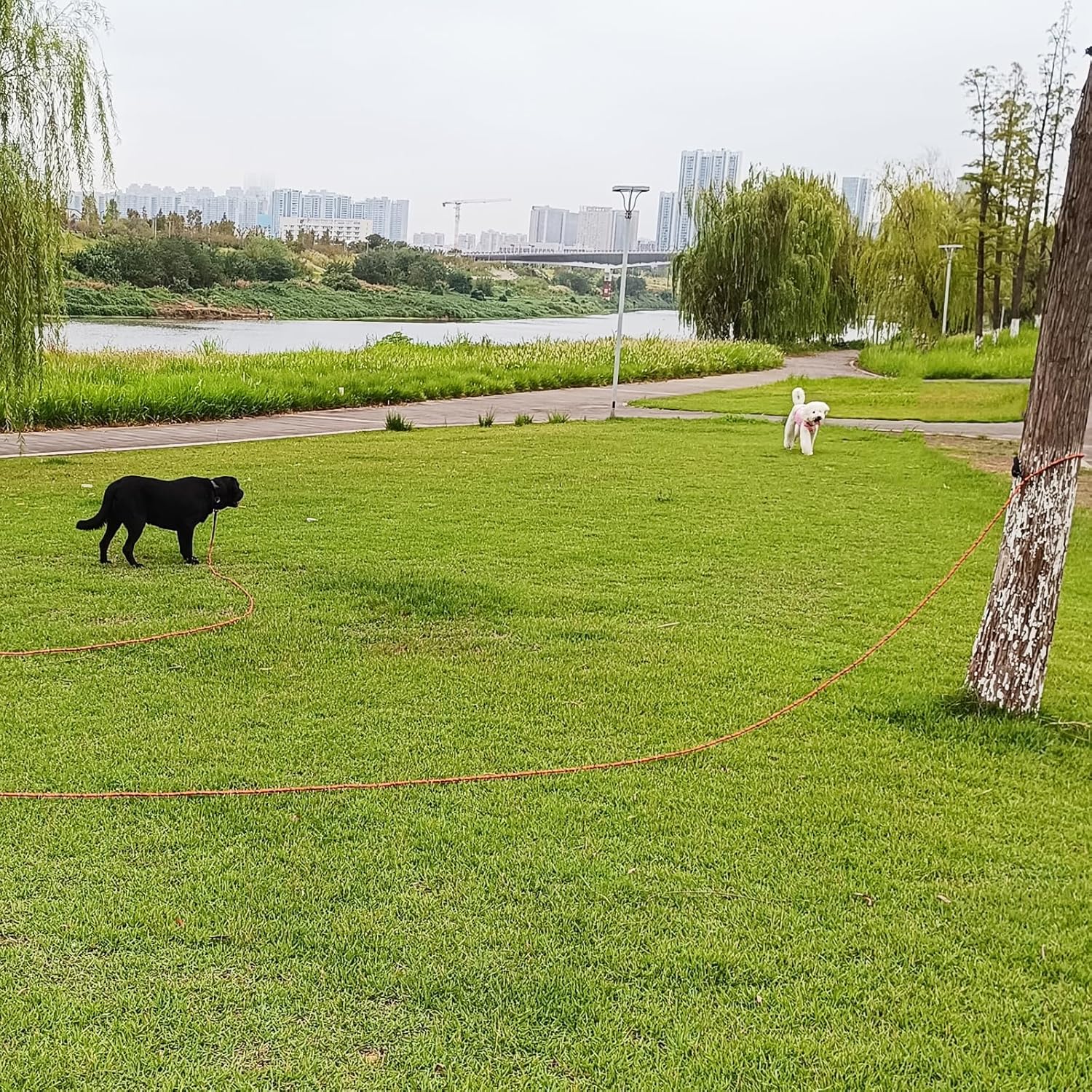 30ft Dog Tie Out + 30ft Long Dog Leash