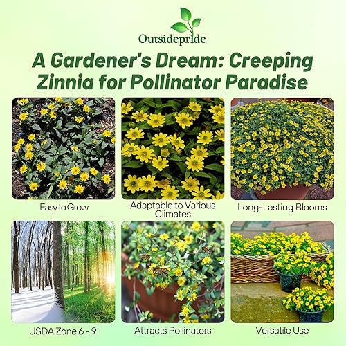 Miniatura 2 de Outsidepride Semillas de zinnia rastreras  4000 semillas anuales de flores para plantar al aire libre, fáciles de cultivar, tolerantes a la sequía,